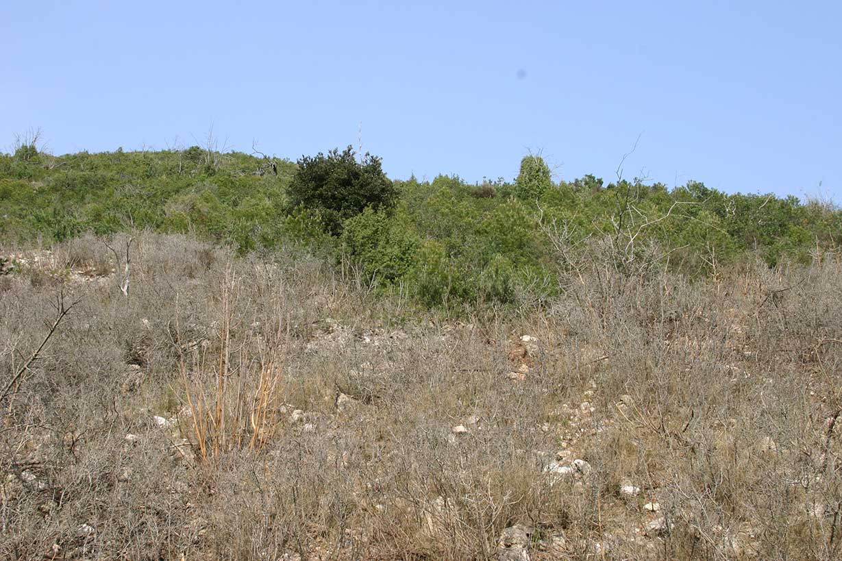 paisatge després de la primera pastura paisatge després de la primera pastura