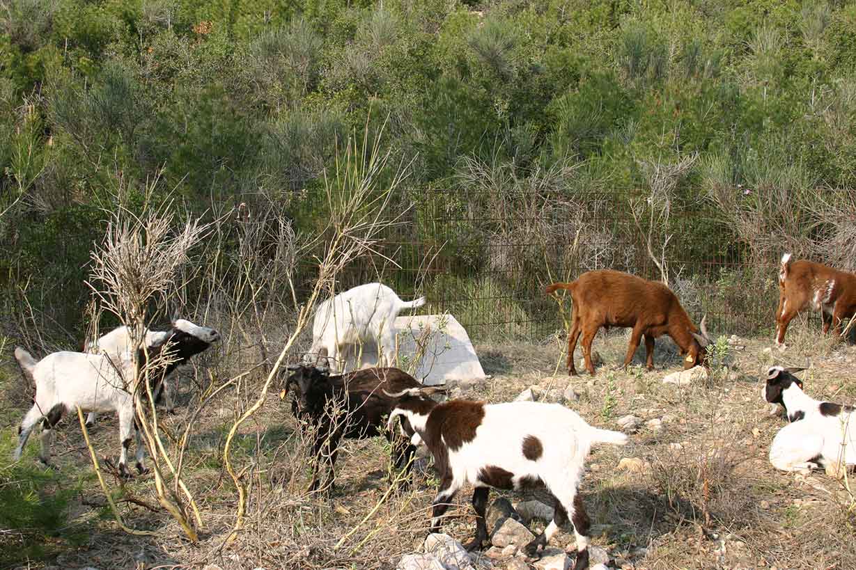 es pot observar que la tija més prometedora, ha estat protegida de la pastura es pot observar que la tija més prometedora, ha estat protegida de la pastura