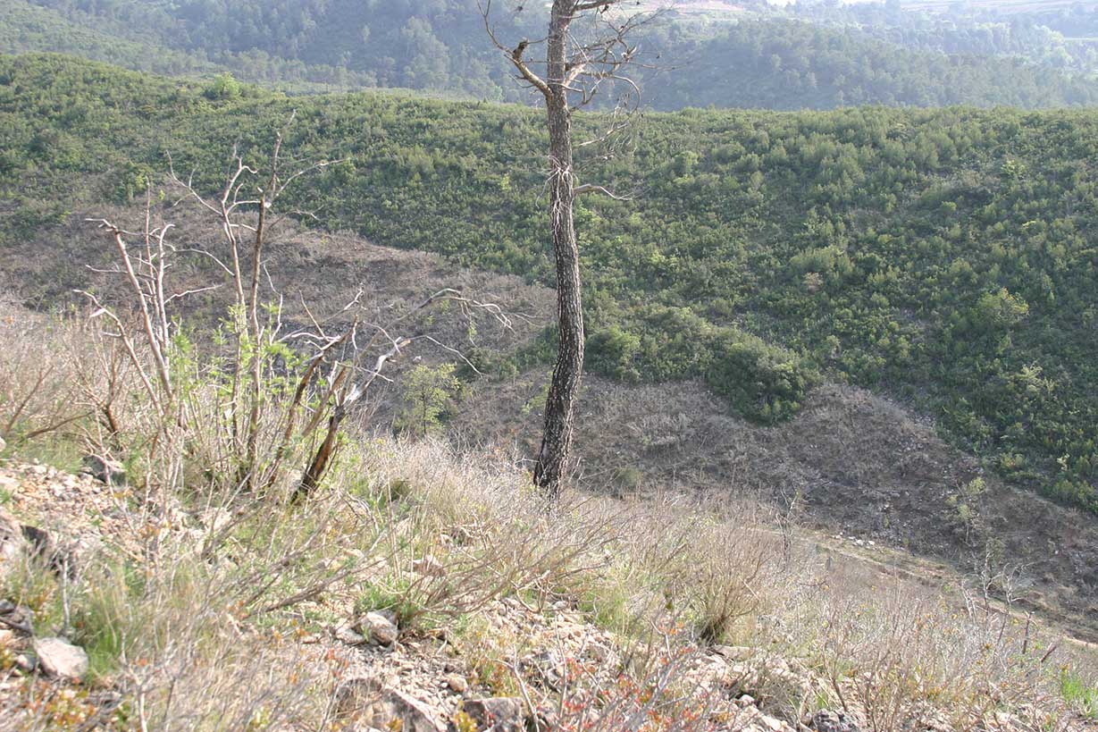 paisatge després de la primera pastura paisatge després de la primera pastura