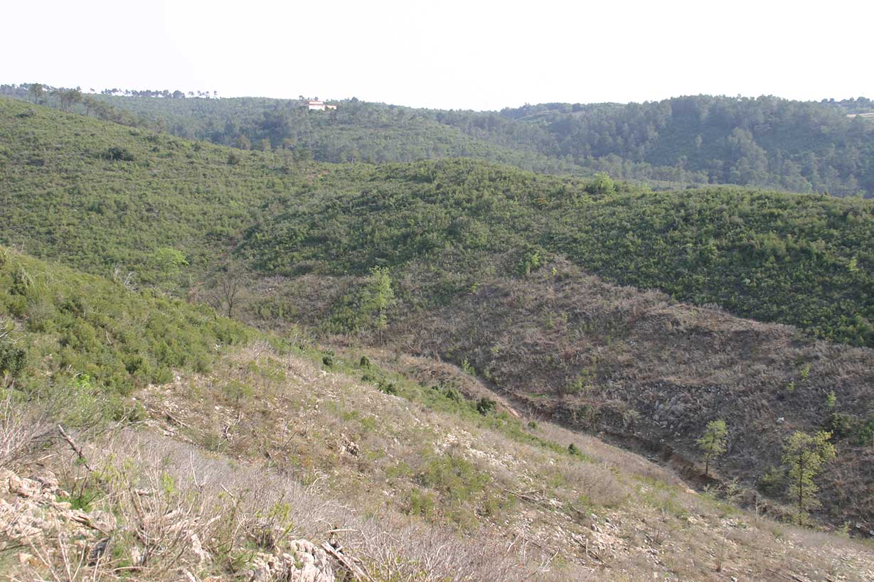 paisatge després de la primera pastura paisatge després de la primera pastura
