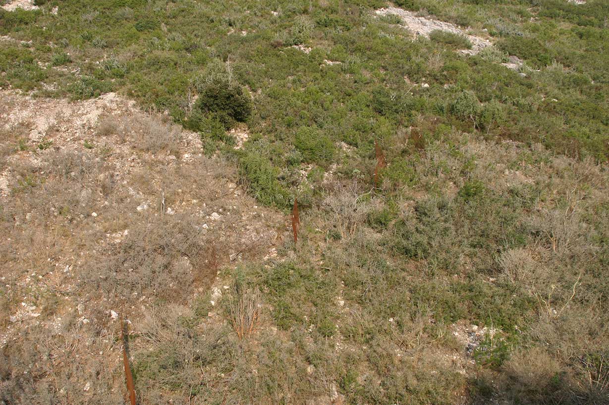 paisatge després de la primera pastura paisatge després de la primera pastura